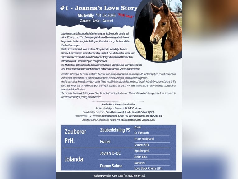 Austrian Warmblood Mare Foal (03/2026) 16.2 hh Chestnut-Red in Sallingberg