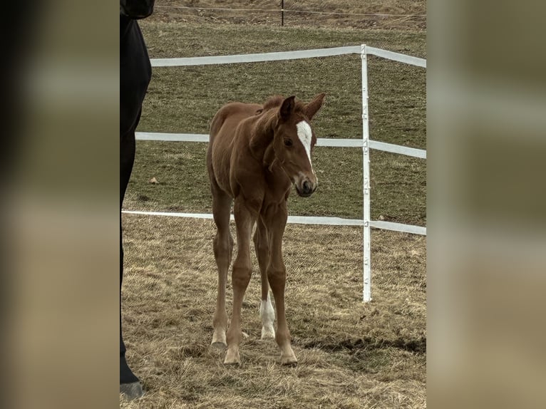 Austrian Warmblood Mare Foal (03/2026) 16.2 hh Chestnut-Red in Sallingberg