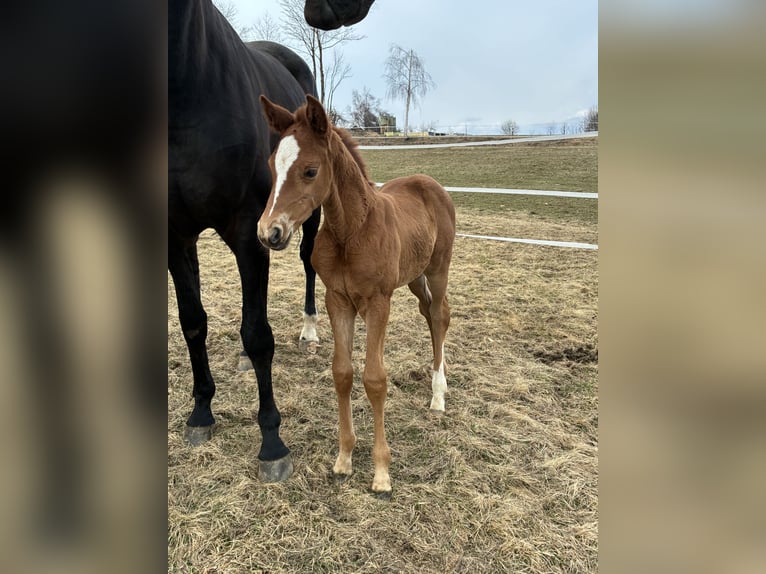 Austrian Warmblood Mare Foal (03/2026) 16.2 hh Chestnut-Red in Sallingberg