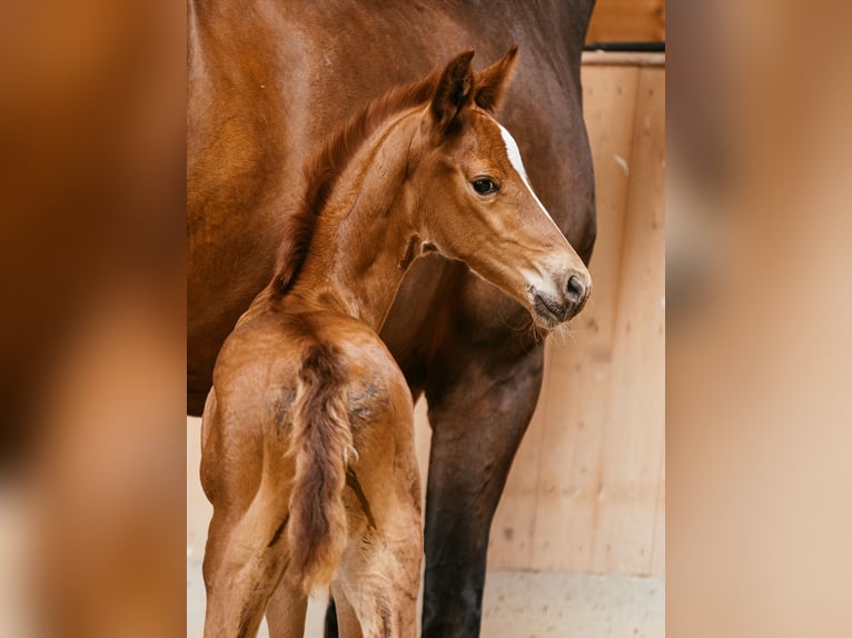 Austrian Warmblood Mare Foal (06/2024) 16,2 hh Chestnut-Red in Unterpetersdorf