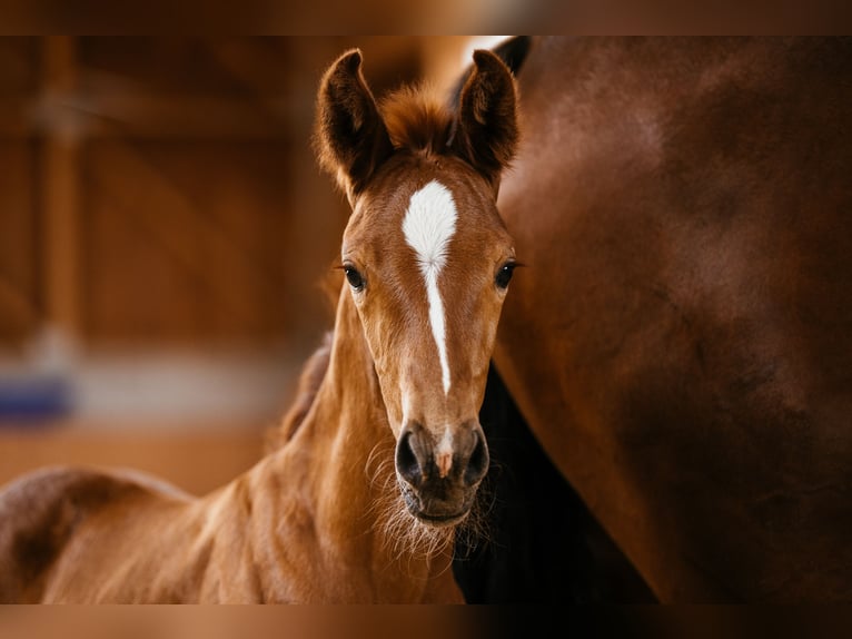 Austrian Warmblood Mare Foal (06/2024) 16,2 hh Chestnut-Red in Unterpetersdorf