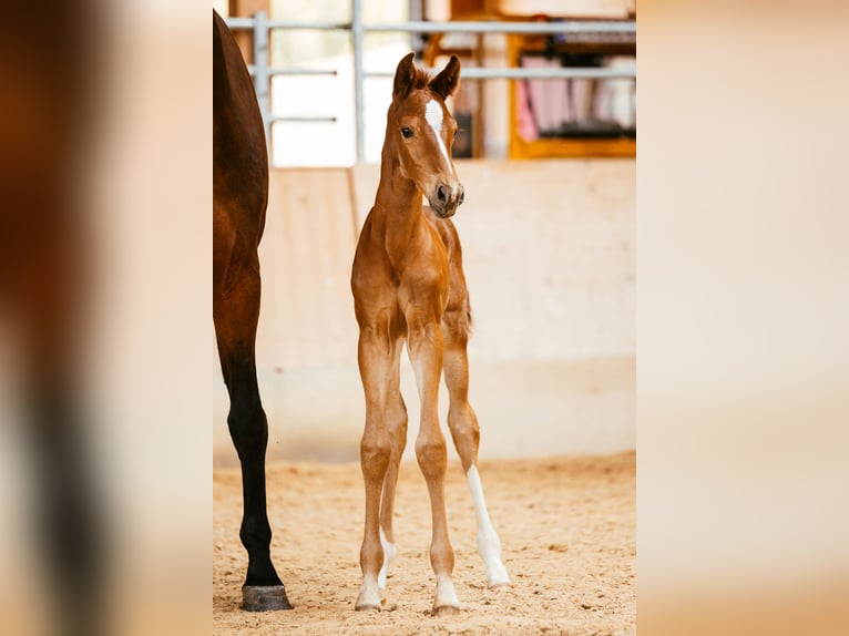 Austrian Warmblood Mare Foal (06/2024) 16,2 hh Chestnut-Red in Unterpetersdorf