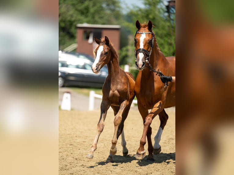 Austrian Warmblood Mare Foal (04/2024) 16,2 hh Chestnut in Ligist