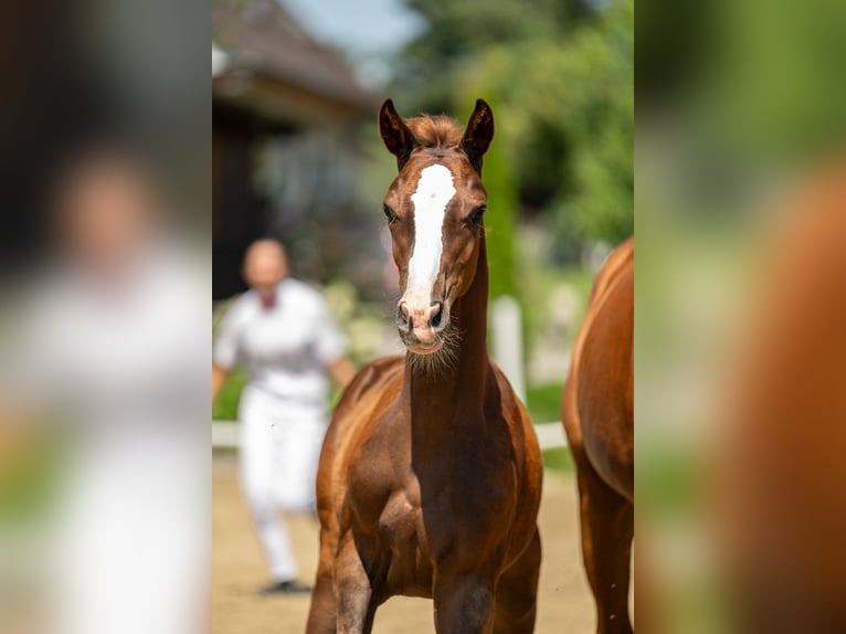 Austrian Warmblood Mare Foal (04/2024) 16,2 hh Chestnut in Ligist