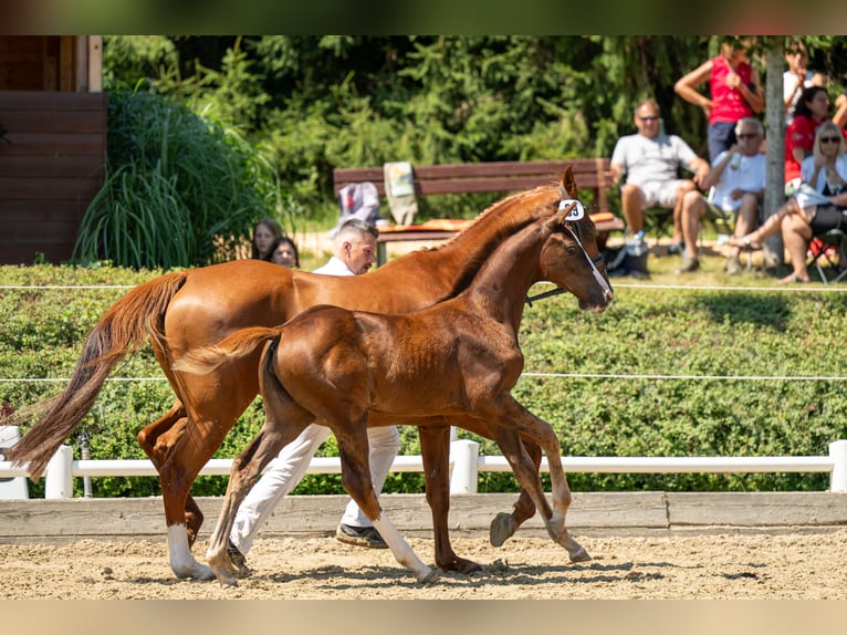 Austrian Warmblood Mare Foal (04/2024) 16,2 hh Chestnut in Ligist