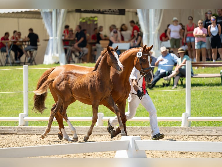 Austrian Warmblood Mare Foal (04/2024) 16,2 hh Chestnut in Ligist