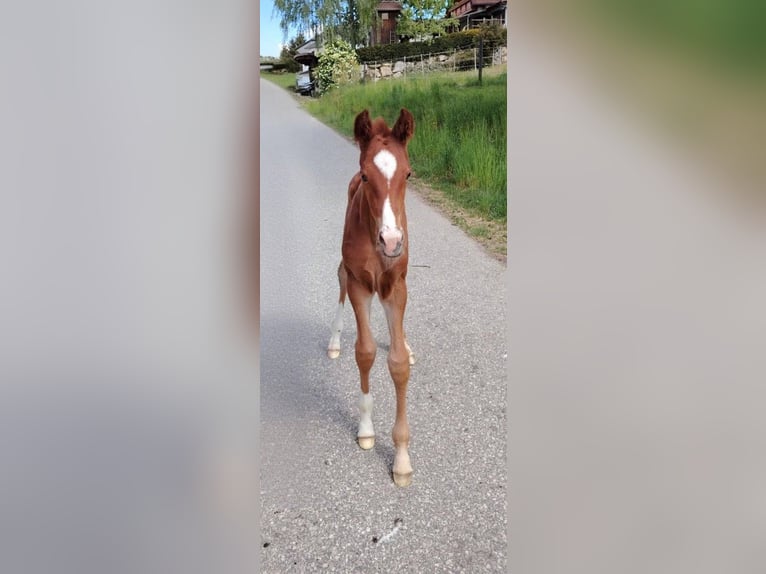 Austrian Warmblood Mare Foal (04/2026) 16.3 hh Chestnut-Red in Bad Blumau