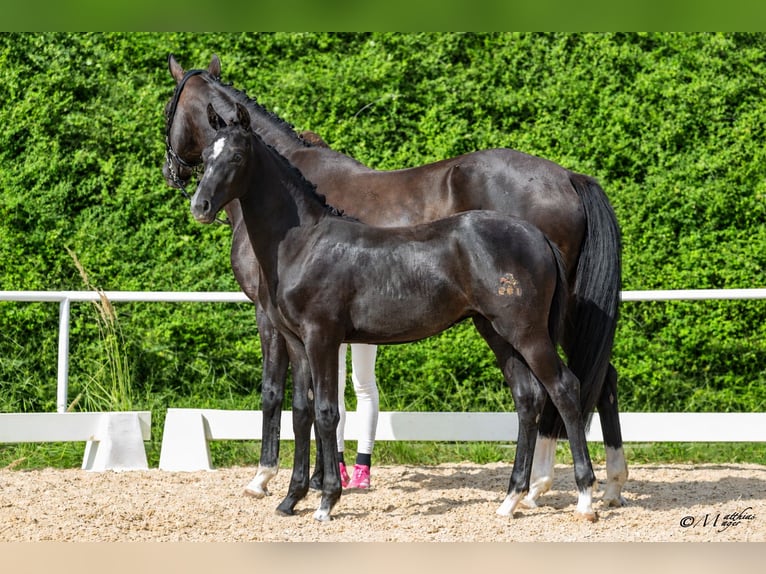 Austrian Warmblood Mare Foal (03/2026) 16.3 hh Grey-Dark-Tan in Amstetten