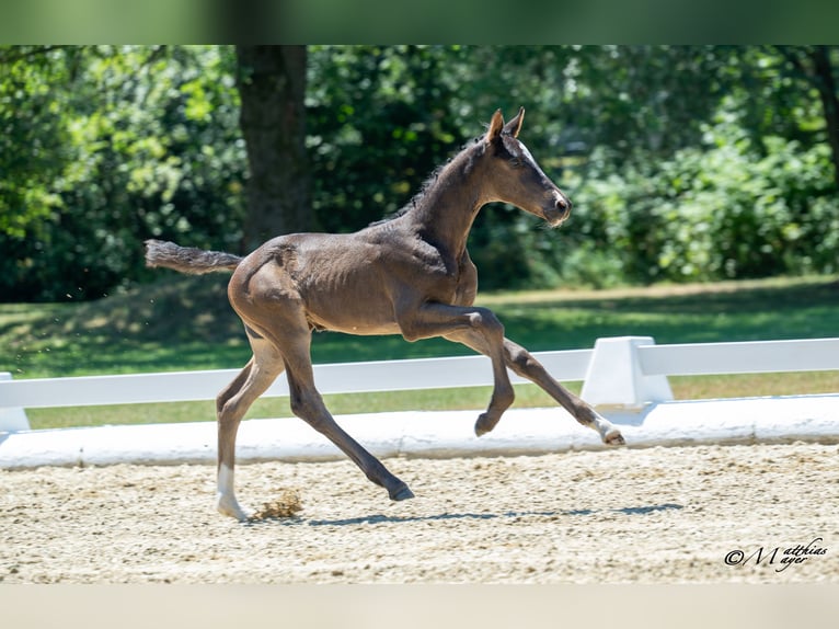 Austrian Warmblood Mare Foal (06/2025) 16,1 hh Bay-Dark in St. Josef