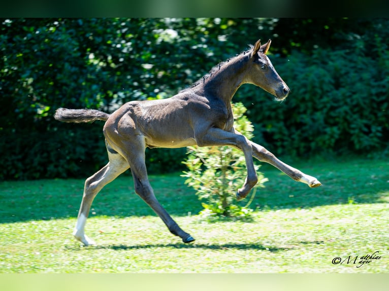 Austrian Warmblood Mare Foal (06/2025) 16,1 hh Bay-Dark in St. Josef