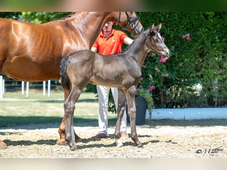 Austrian Warmblood Mare Foal (06/2025) 16,1 hh Bay-Dark in St. Josef
