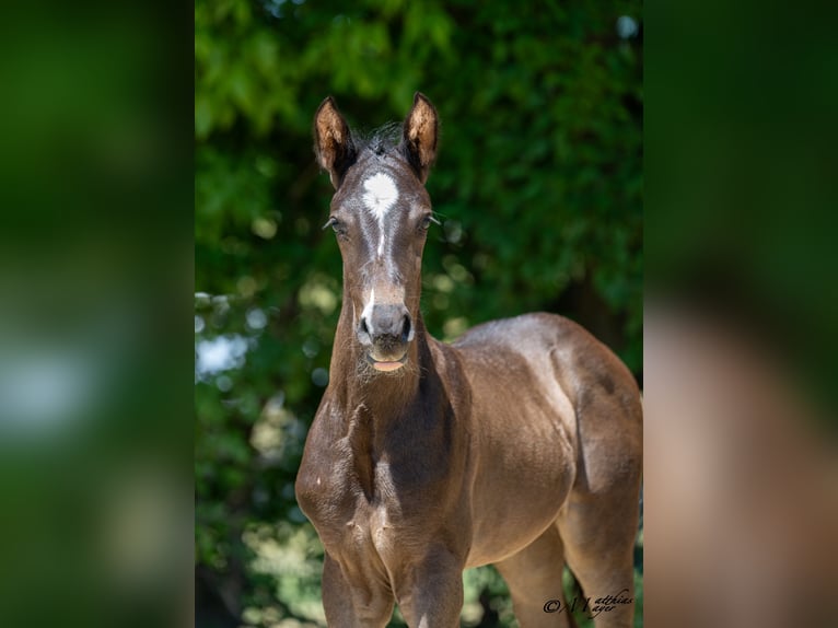 Austrian Warmblood Mare Foal (06/2025) 16,1 hh Bay-Dark in St. Josef
