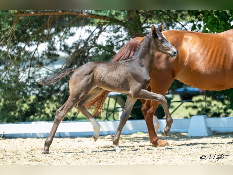 Austrian Warmblood Mare Foal (06/2025) 16,1 hh Bay-Dark in St. Josef