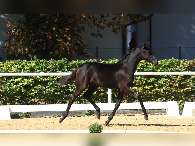 Austrian Warmblood Mare Foal (04/2025) 16,1 hh Black in St Marein bei Graz