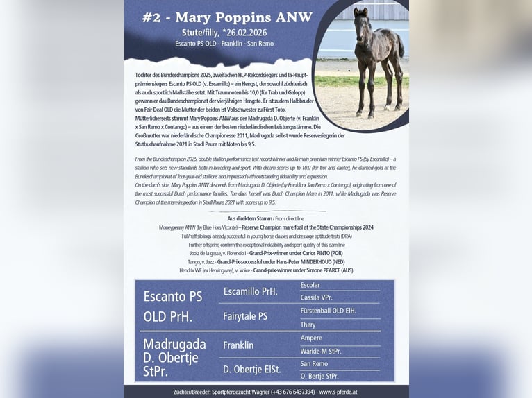 Austrian Warmblood Mare Foal (02/2026) 16,2 hh Black in Wolfsbach