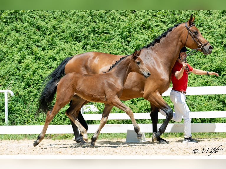 Austrian Warmblood Mare Foal (04/2025) 16,2 hh Brown in Mehrnbach