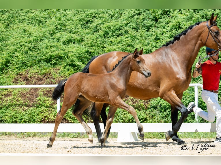 Austrian Warmblood Mare Foal (04/2025) 16,2 hh Brown in Mehrnbach
