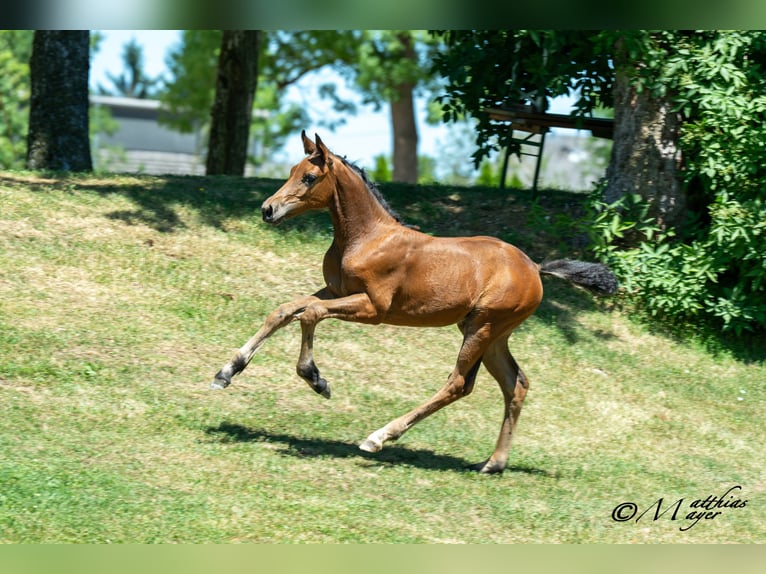 Austrian Warmblood Mare Foal (04/2025) 16,2 hh Brown in Mehrnbach