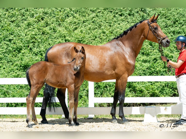 Austrian Warmblood Mare Foal (04/2025) 16,2 hh Brown in Mehrnbach