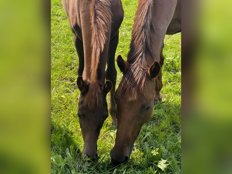 Austrian Warmblood Mare Foal (03/2025) 16,2 hh Chestnut in Kronegg