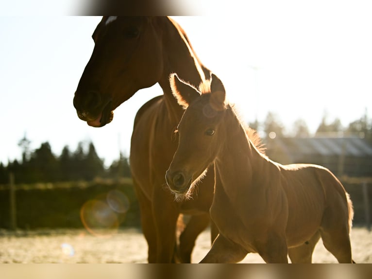 Austrian Warmblood Mare  16,2 hh Chestnut in Kronegg