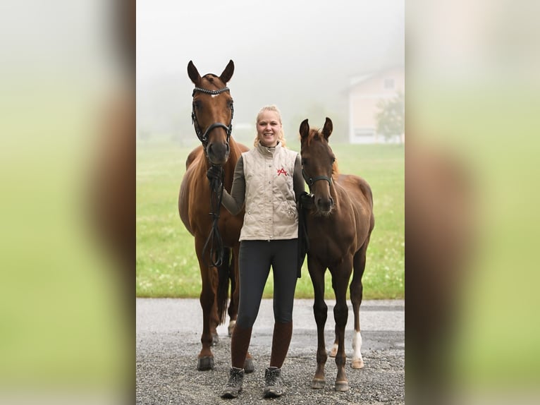Austrian Warmblood Mare Foal (03/2025) 16,2 hh Chestnut in Kronegg
