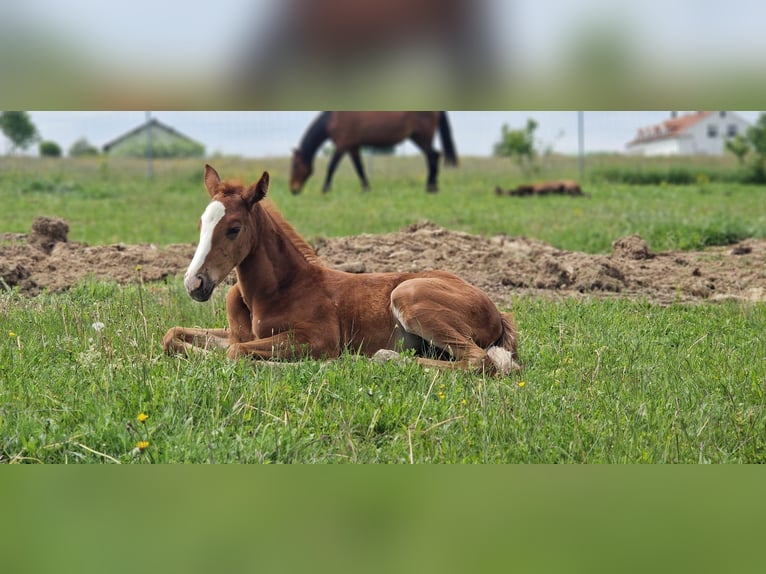 Austrian Warmblood Mare Foal (04/2025) 16,2 hh Chestnut-Red in Dra&#xDF;markt