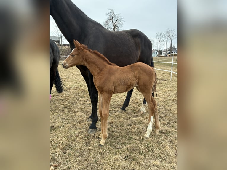 Austrian Warmblood Mare Foal (03/2026) 16,2 hh Chestnut-Red in Sallingberg
