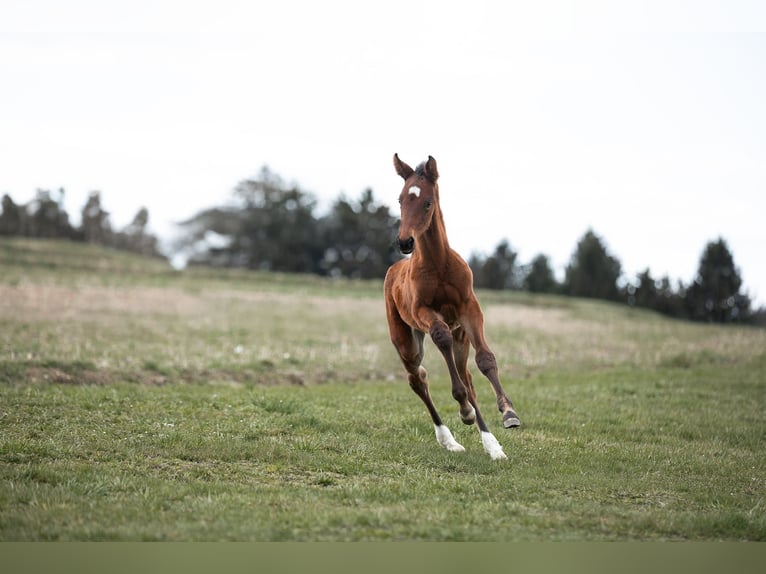 Austrian Warmblood Mare  16,3 hh Brown in Tiefenbach