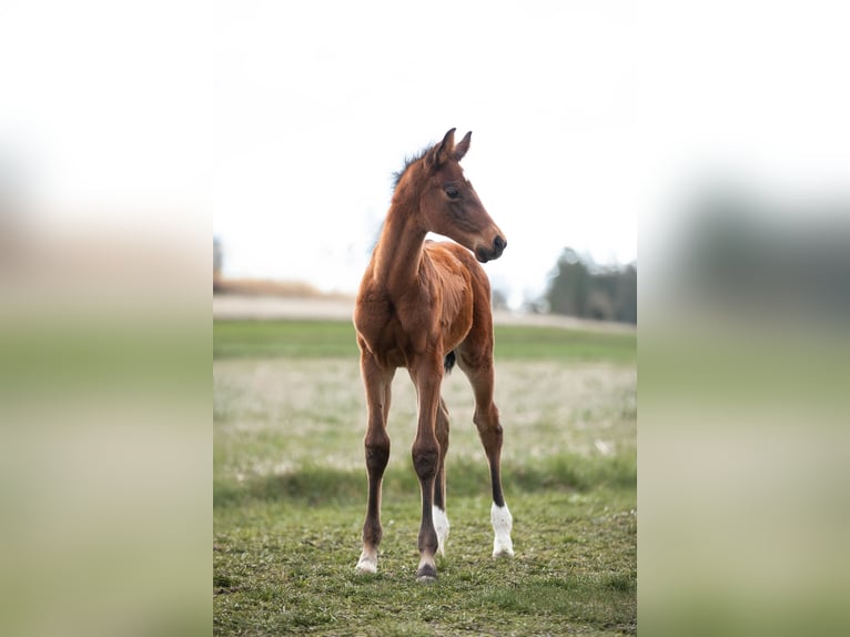 Austrian Warmblood Mare  16,3 hh Brown in Tiefenbach
