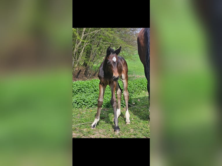 Austrian Warmblood Mare Foal (04/2024) 17,2 hh Smoky-Black in Minihof-Liebau