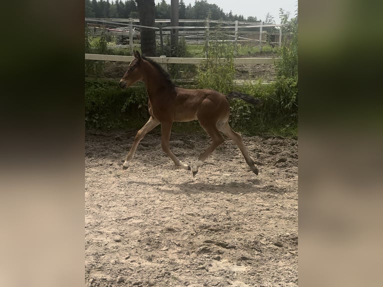 Austrian Warmblood Mare Foal (05/2024) 17 hh Brown in Zell an der Pram