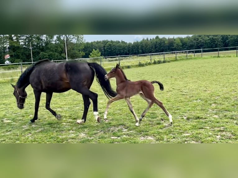 Austrian Warmblood Mare Foal (05/2024) 17 hh Brown in Zell an der Pram