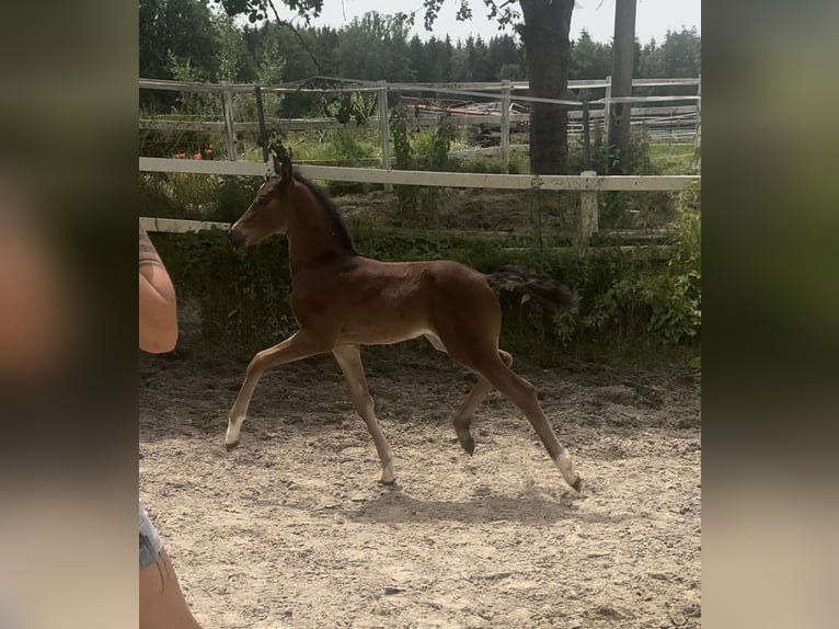 Austrian Warmblood Mare Foal (05/2024) 17 hh Brown in Zell an der Pram