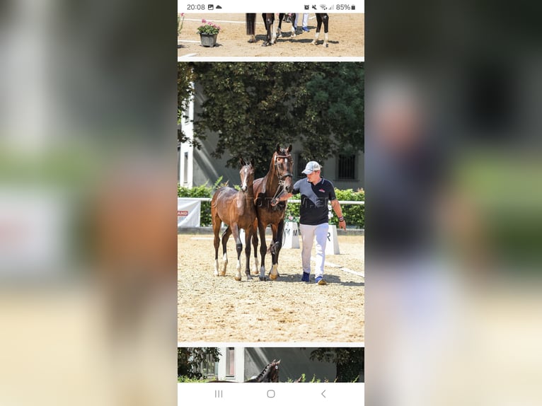 Austrian Warmblood Mare Foal (03/2025) Bay-Dark in Unterwald