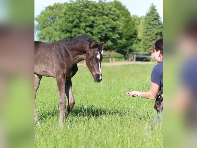 Austrian Warmblood Mare  Black in Pfarrkirchen