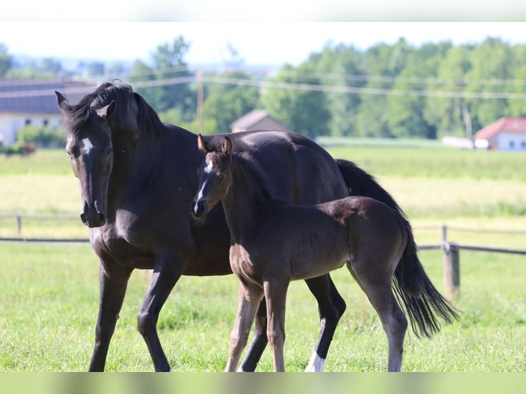 Austrian Warmblood Mare  Black in Pfarrkirchen