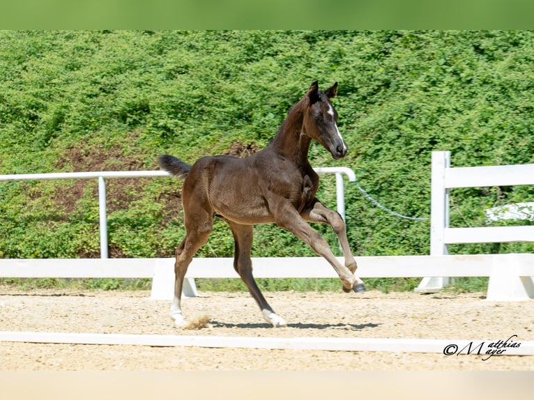 Austrian Warmblood Mare Foal (04/2025) Black in Pfarrkirchen