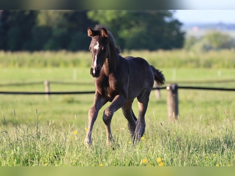 Austrian Warmblood Mare  Black in Pfarrkirchen