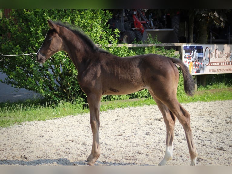 Austrian Warmblood Mare  Black in Pfarrkirchen