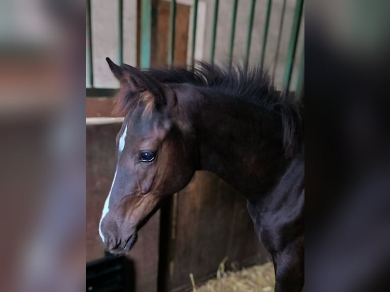 Austrian Warmblood Mare Foal (04/2025) Black in Pfarrkirchen