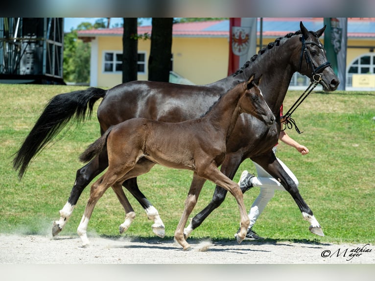 Austrian Warmblood Mare Foal (04/2025) Black in Pfarrkirchen