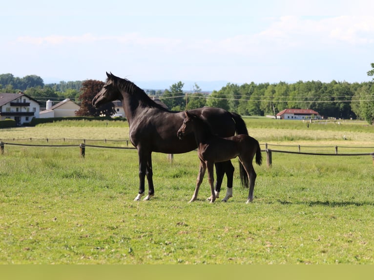 Austrian Warmblood Mare  Black in Pfarrkirchen