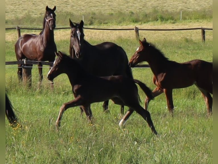 Austrian Warmblood Mare  Black in Pfarrkirchen