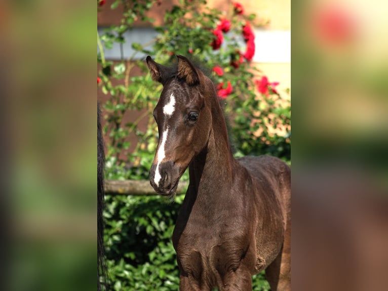 Austrian Warmblood Mare  Black in Pfarrkirchen