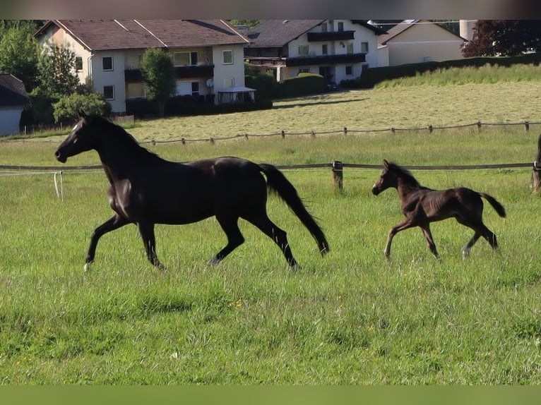 Austrian Warmblood Mare  Black in Pfarrkirchen