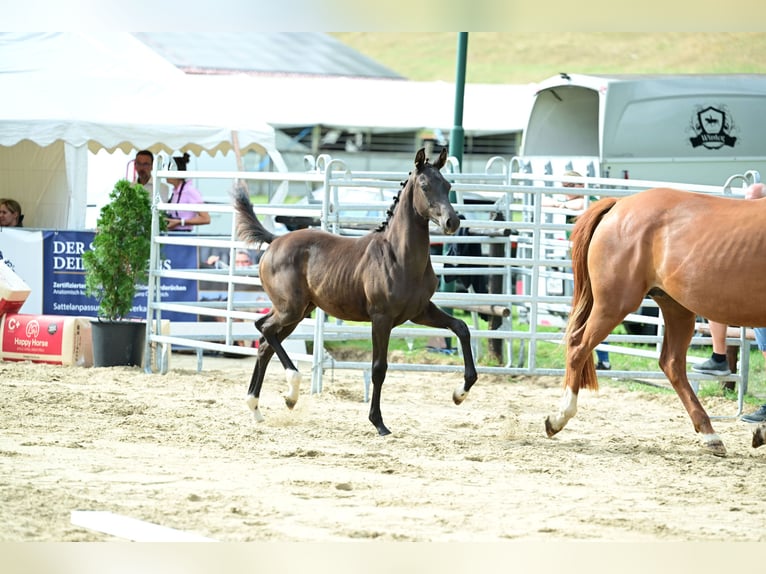 Austrian Warmblood Mare Foal (04/2026) Black in Stössing