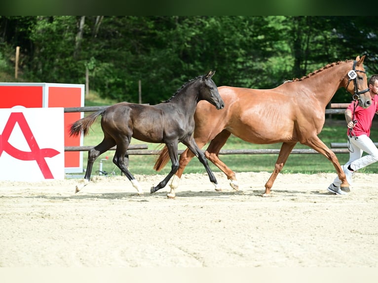 Austrian Warmblood Mare Foal (04/2026) Black in Stössing