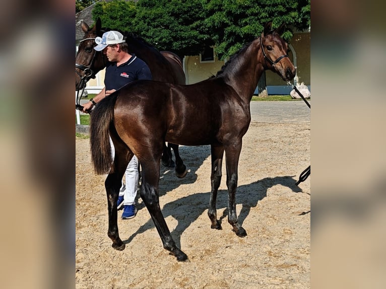 Austrian Warmblood Mare Foal (03/2025) Black in Tr&#xF6;stlberg