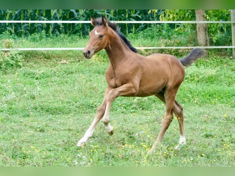 Austrian Warmblood Mare Foal (05/2025) Brown in Villach-Innere Stadt